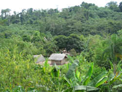 Isabel Losada - Amazonian rainforest