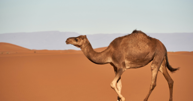 Use CamelCase to make your social media accessible