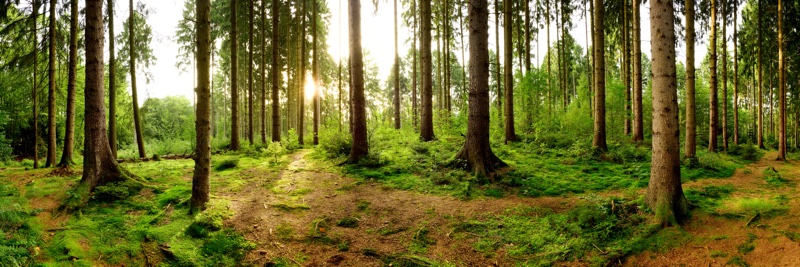 Sunrise in a beautiful forest